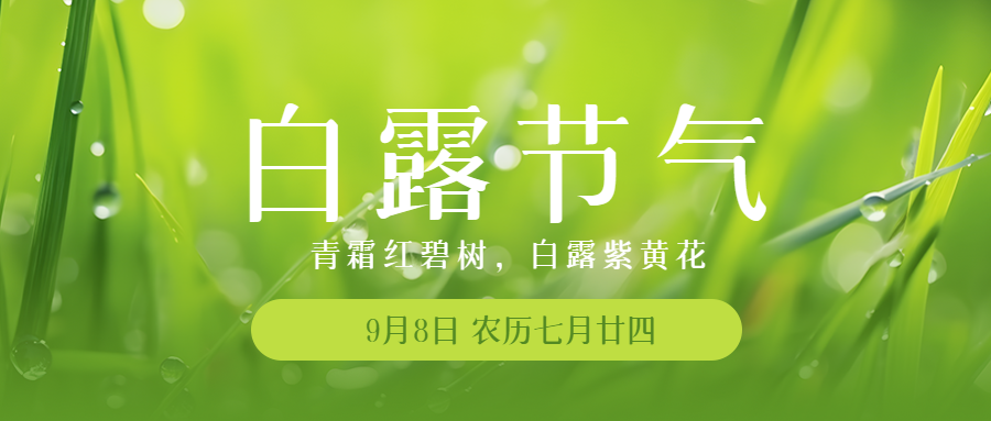 清晨带露珠的小草白露时节微信公众号首图